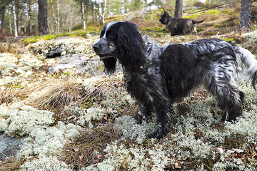 Image showing Spaniel and Cairn Terrier in forest on the hunt