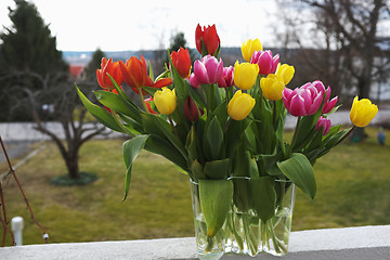 Image showing yellow, red and purple tulips in a vase 