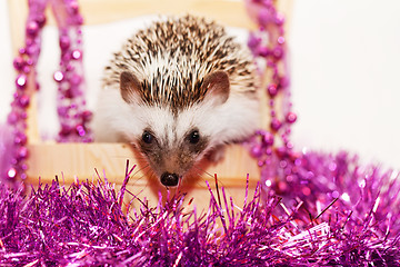 Image showing A cute little hedgehog - ( African white- bellied hedgehog )