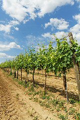 Image showing Tokay grapes