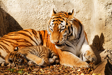 Image showing Tiger mum