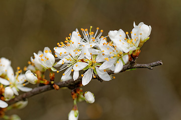 Image showing Beautiful flower