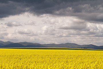 Image showing Colza field