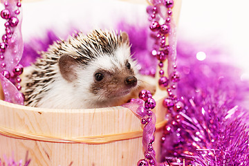 Image showing A cute little hedgehog - ( African white- bellied hedgehog )