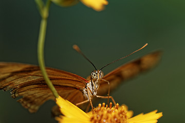 Image showing Orange butterfly