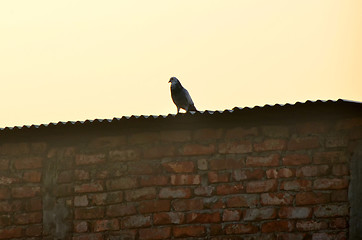 Image showing Dove or pigeon