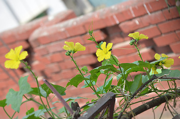 Image showing Yellow color flower in the city garden