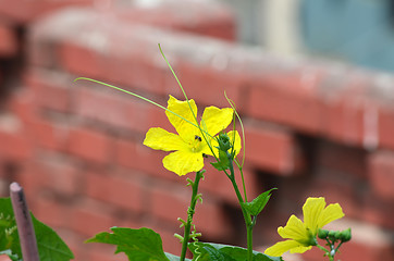 Image showing Yellow color flower in the city garden