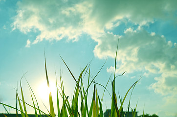 Image showing Autumn green grass over the sky