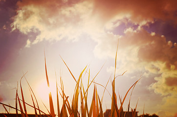 Image showing Autumn green grass over the sky