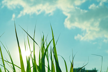 Image showing Autumn green grass over the sky