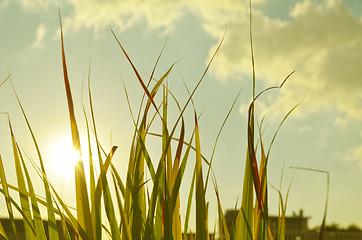 Image showing Autumn green grass over the sky