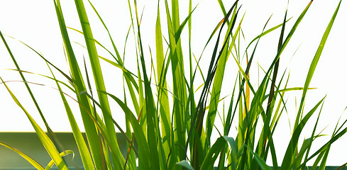 Image showing Autumn green grass over the sky