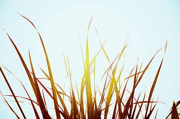 Image showing Autumn green grass over the sky