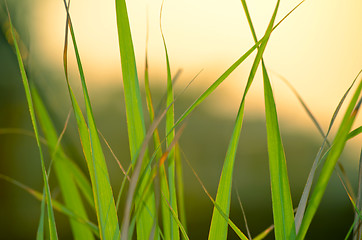 Image showing Autumn green grass over the sky