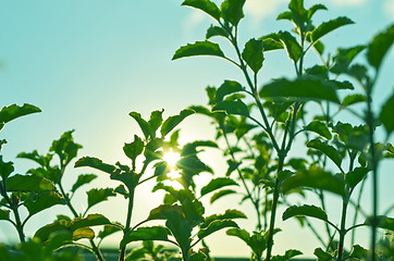 Image showing Natural Autumn tree on sky with sun