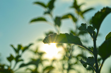 Image showing Natural Autumn tree on sky with sun