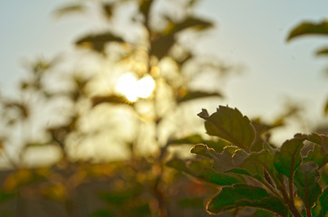 Image showing Natural Autumn tree on sky with sun