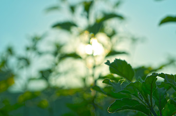 Image showing Natural Autumn tree on sky with sun