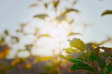 Image showing Natural Autumn tree on sky with sun