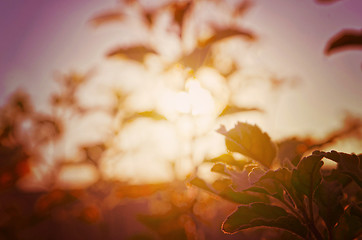 Image showing Natural Autumn tree on sky with sun