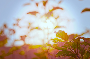 Image showing Natural Autumn tree on sky with sun