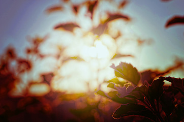 Image showing Natural Autumn tree on sky with sun