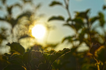 Image showing Natural Autumn tree on sky with sun