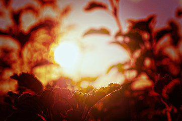 Image showing Natural Autumn tree on sky with sun