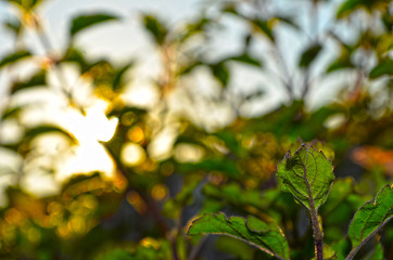 Image showing Natural Autumn tree on sky with sun