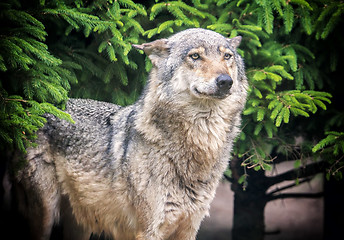 Image showing European wolf in forest