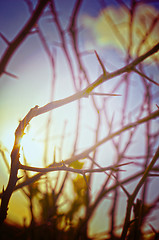 Image showing Autumn forest tree with sunset