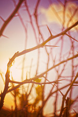 Image showing Autumn forest tree with sunset