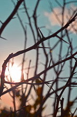 Image showing Autumn forest tree with sunset