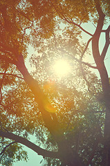 Image showing Autumn forest tree with sunset