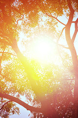 Image showing Autumn forest tree with sunset