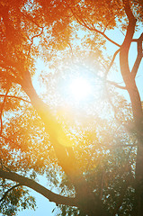 Image showing Autumn forest tree with sunset