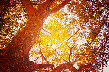 Image showing Autumn forest tree with sunset