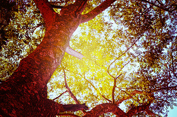 Image showing Autumn forest tree with sunset