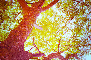 Image showing Autumn forest tree with sunset