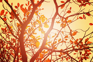 Image showing Autumn forest tree with sunset