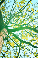 Image showing Autumn forest tree with sunset