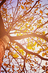 Image showing Autumn forest tree with sunset