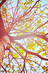 Image showing Autumn forest tree with sunset