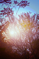 Image showing Autumn forest tree with sunset