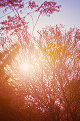 Image showing Autumn forest tree with sunset