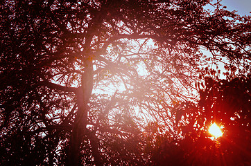Image showing Autumn forest tree with sunset