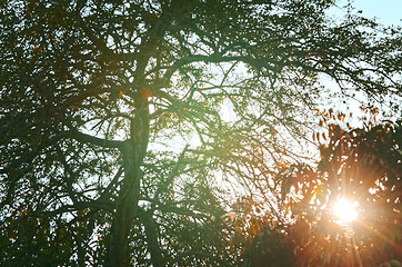 Image showing Autumn forest tree with sunset