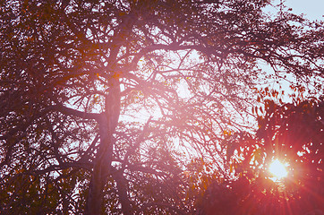 Image showing Autumn forest tree with sunset