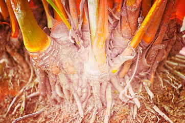 Image showing Close up portrait of Natural Autumn tree